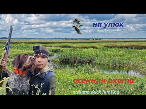 Видео: ОХОТА НА УТОК С ДРАТХААРОМ! duck hunting with a Drahthaar
