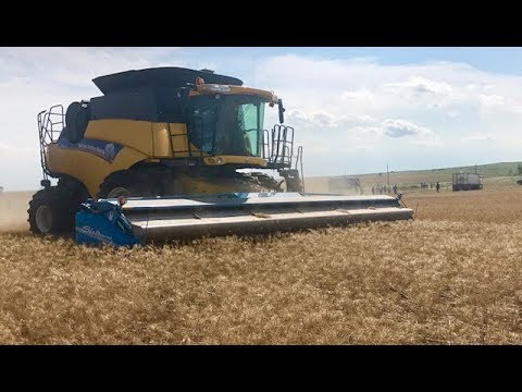 Видео: Уборка пшеницы очесывающими жатками на ферме Рика Бибера