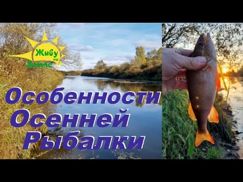 Видео: Особенности Рыбалки Осенью. Ловля Окуня на Отводной Поводок