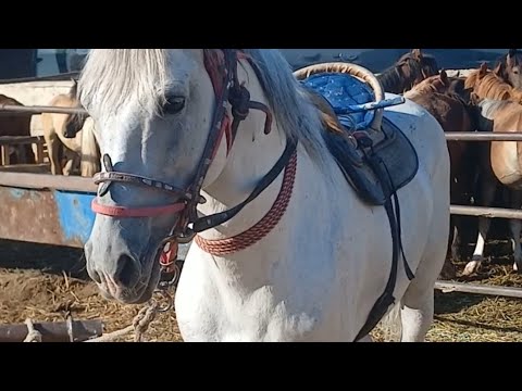 Видео: 11.06.2024. ЖЫЛҚЫ БАҒАЛАРЫ.