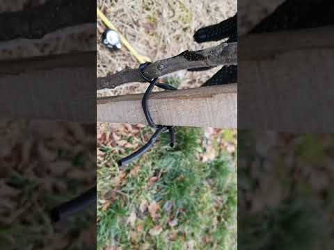 Видео: Обрезка однолетнего саженца яблони