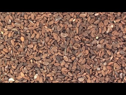 Видео: Добуваєм насіння медоносів середньовічним способом.