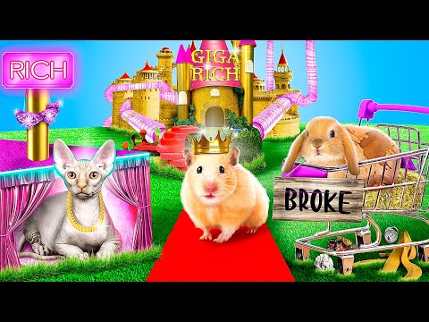 Видео: Богатая кошка vs бедная собака! Строим домики для животных