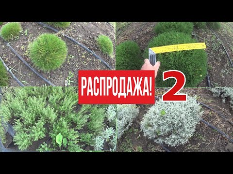 Видео: Распродажа 2.