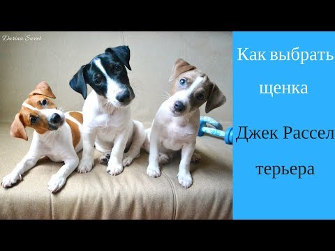 Видео: Как выбрать щенка Джек Рессел терьера | Купить щенка Джек Рассел терьера
