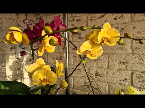 Видео: Мой уход за орхидеями🌱 Перепады, свет, удобрения и витамины для роста и развития🌱 #фаленопсисы