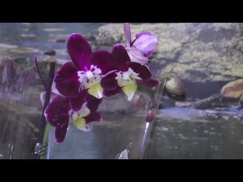 Видео: Я принесла новую орхидею в дом ! Что дальше     (  Часть 1)