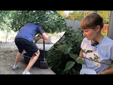 Видео: Не показалось, всё именно так!