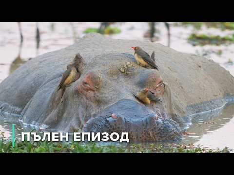 Видео: От изгрев до залез: Семейство слонове в Замбия срещу сухия сезон | Разкази от Замбия 101