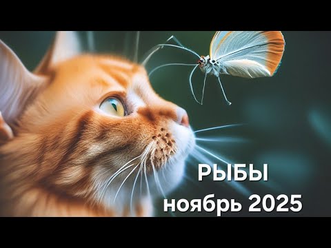 Видео: РЫБЫ ❤️ ноябрь 2025 ❤️
