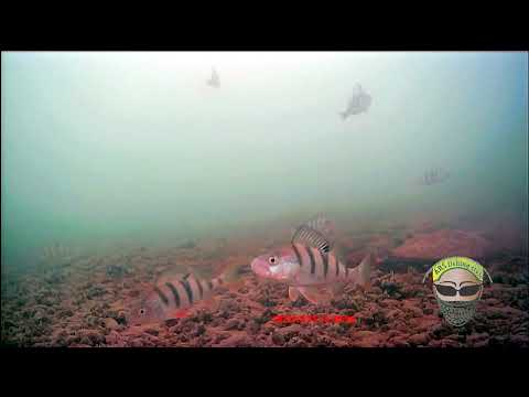 Видео: Реакция окуней на разные приманки. Подводные съёмки!