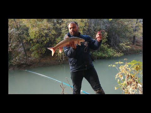 Видео: Ташкентский УСАЧ. На черный Виноград! Ташкент Бозсу.