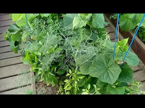 Видео: Смешанные посадки, огород, бассейн.