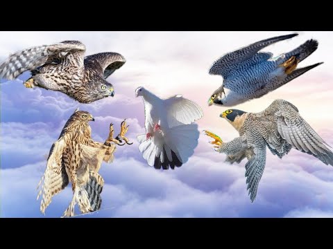 Видео: Сокол Сапсан/Ястреб Тетеревятник 19 АТАК на голубей. Falcon Peregrine/Goshawk 19 ATTACK Pigeons