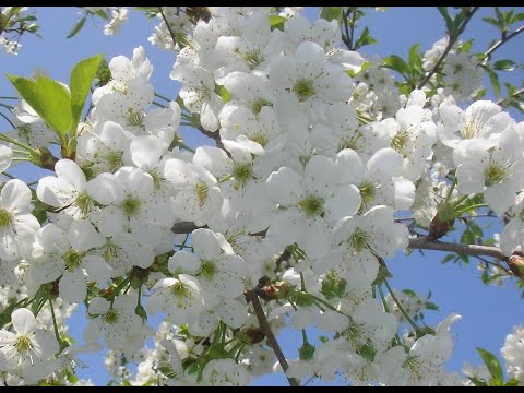 Видео: Ак чачаклэр