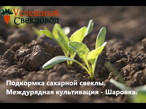 Видео: Подкормка сахарной свеклы. Междурядная культивация - Шаровка.