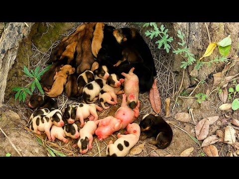 Видео: Кто бы мог подумать, что в этом уютном домике живёт столько милых щенков? 🐶🐕😘❤🥰🥰🥰