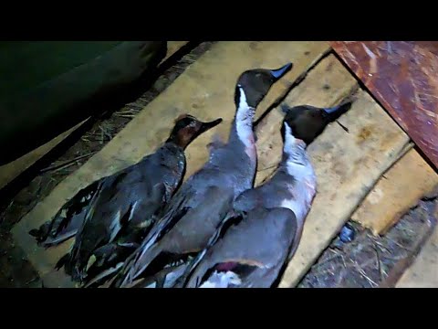 Видео: ВЕСНОВКА 2022 \ Часть 8 \ МОРОЗНАЯ ВЕСНА \ ПЕРВАЯ РЫБА \ ТРУДОВАЯ УТКА \ ЖИЗНЬ В ПАЛАТКЕ