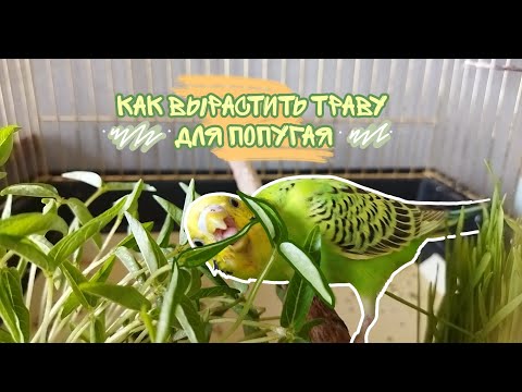 Видео: •Как вырастить травку для попугая?• Всё легко и просто ;))
