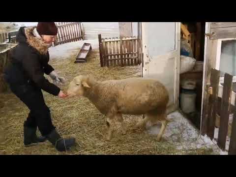 Видео: Овцеводство# Содержание овец зимой