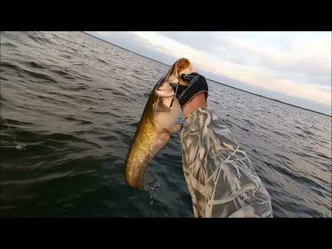 Видео: И снова Волга и снова Сом на Квок.