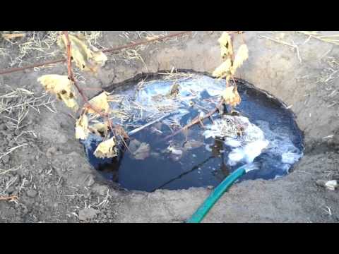 Видео: Осенний влагозарядный полив виноградника