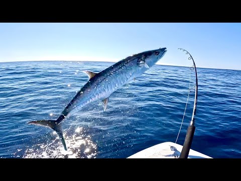 Видео: Верхний тунец, ваху, макрель Insane 48 часов