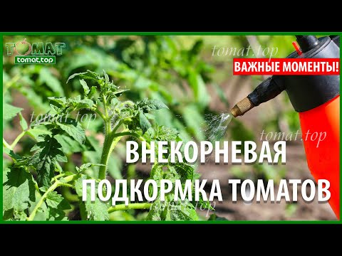Видео: Внекорневая подкормка томатов. Важные моменты, которые нужно знать! Подкормка томатов по листу
