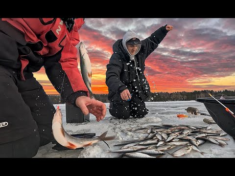 Видео: Сумасшедший клёв плотвы на Финском заливе | такой раздачи мы точно не ожидали |