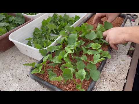 Видео: Ставлю черенки пеларгонии для укоренения