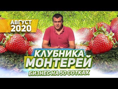 Видео: 63/20МОНТЕРЕЙ! Клубника Монтерей! Сорт НСД Монтерей!  обзор Август 2020