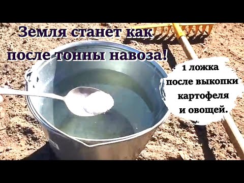 Видео: ШОК! Осенью Бросьте ЭТО в Ведро с Водой – и Ваша Земля Будет ПЛОДОНОСИТЬ Как Никогда!