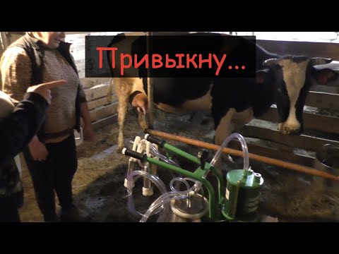 Видео: Первый раз доим корову доильным аппаратом//Как приучить корову к доильному аппарату