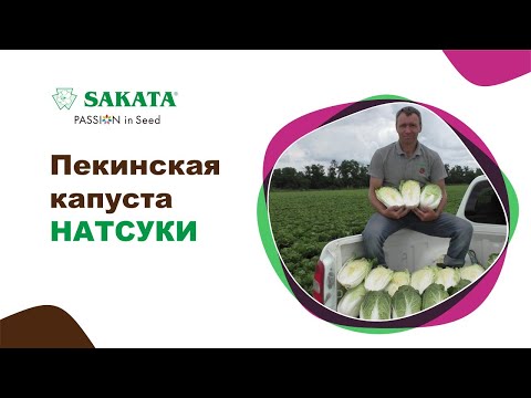 Видео: Ранний урожай пекинской капусты Натсуки #семенапекинскойкапусты #пекинскаякапустанатсуки