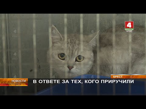 Видео: В ОТВЕТЕ ЗА ТЕХ, КОГО ПРИРУЧИЛИ