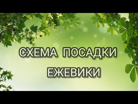 Видео: Схема посадки ежевики