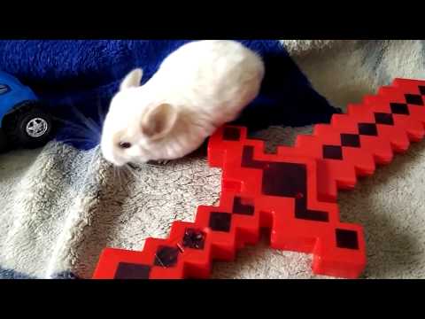 Видео: Шиншилла  мальчик бело розовый ! Как правильно брать шиншиллу ? CHINCHILLA