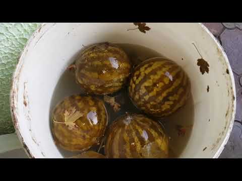 Видео: Вкуснейшие Квашеные Арбузы