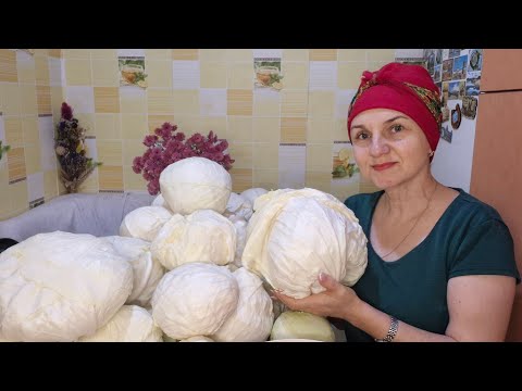 Видео: СПОКОНВІЧНИЙ І НАДІЙНИЙ СПОСІБ КВАШЕННЯ КАПУСТИ. ТОНКОЩІ І СЕКРЕТИ. 11 листопада 2025 р.