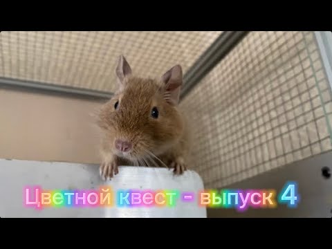 Видео: Игра - Цветной квест - выпуск 4