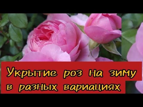 Видео: Укрытие роз на зиму в разных вариациях.