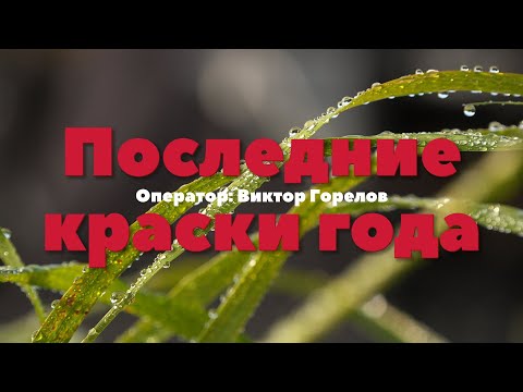 Видео: Последние краски года (4k)