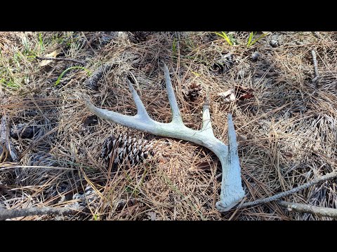 Видео: Точность охоты... Что помогло мне больше всего