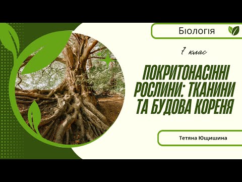 Видео: Урок 26. Покритонасінні рослини: тканини та будова кореня.7 клас. НУШ
