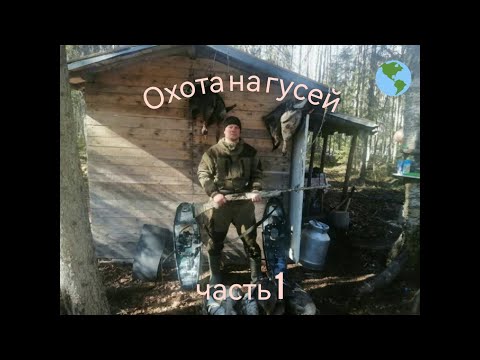 Видео: Охота на гусей  Эксклюзивное видео снятое на фотоловушку  Часть 1