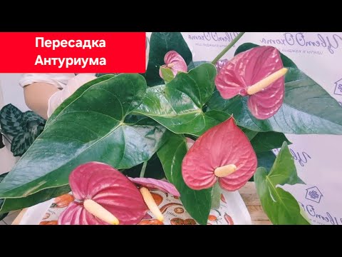 Видео: Пересадка и деление куста Антуриума Виолет Харт. Видео от 29.07.2025г.