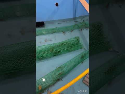 Видео: Выведение креветки Розенберга