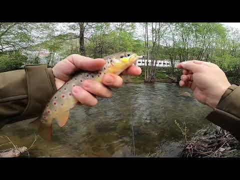 Видео: NBay Lures: Риболов на пъстърва в град Девин / Trout fishing in the town of Devin