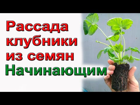 Видео: Клубника из семян. Профессиональный способ.
