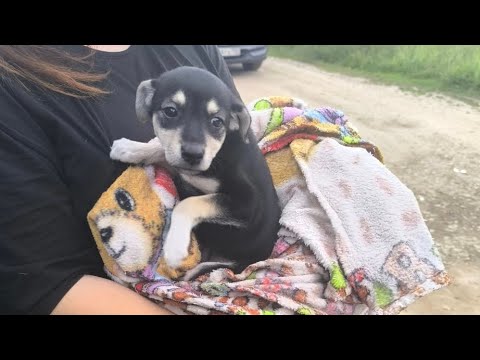Видео: Привезли плаксу.Один в поле. They brought a puppy. One in the field.